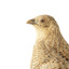 The Brown Quail is a small, plump ground-dwelling bird. It is variable in colour, ranging from red brown to grey brown with fine white streaks and black barring above, and chestnut brown below. The eye is red to yellow, the bill black and the legs and feet orange-yellow. In Tasmania, this species is called the Swamp Quail and tends to be larger and darker than mainland birds, with a pale yellow eye. Female Brown Quails are larger and may be more heavily marked with black and paler below than males. Young birds are like adult females, with less distinct markings and a dark brown eye. Quails rarely fly, preferring to hide unless an intruder flushes them; then they fly low to the ground, with a rapid whirring flight.