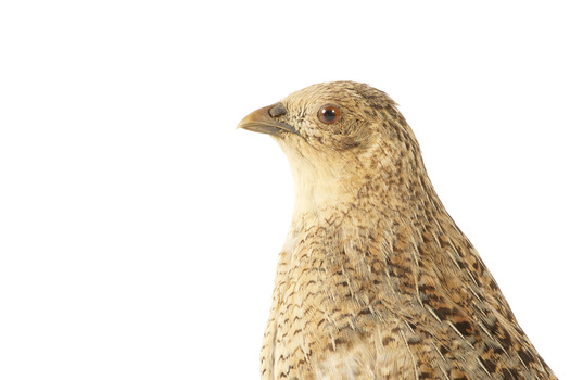 The Brown Quail is a small, plump ground-dwelling bird. It is variable in colour, ranging from red brown to grey brown with fine white streaks and black barring above, and chestnut brown below. The eye is red to yellow, the bill black and the legs and feet orange-yellow. In Tasmania, this species is called the Swamp Quail and tends to be larger and darker than mainland birds, with a pale yellow eye. Female Brown Quails are larger and may be more heavily marked with black and paler below than males. Young birds are like adult females, with less distinct markings and a dark brown eye. Quails rarely fly, preferring to hide unless an intruder flushes them; then they fly low to the ground, with a rapid whirring flight.