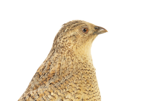 The Brown Quail is a small, plump ground-dwelling bird. It is variable in colour, ranging from red brown to grey brown with fine white streaks and black barring above, and chestnut brown below. The eye is red to yellow, the bill black and the legs and feet orange-yellow. In Tasmania, this species is called the Swamp Quail and tends to be larger and darker than mainland birds, with a pale yellow eye. Female Brown Quails are larger and may be more heavily marked with black and paler below than males. Young birds are like adult females, with less distinct markings and a dark brown eye. Quails rarely fly, preferring to hide unless an intruder flushes them; then they fly low to the ground, with a rapid whirring flight.