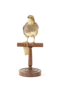 quail standing on a wooden mount facing forward