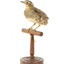 spotted quail standing on a wooden mount facing right
