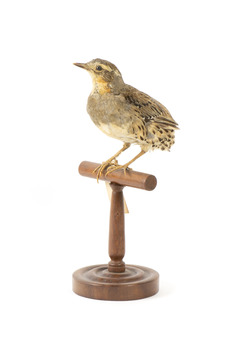 spotted quail standing on a wooden mount facing right
