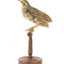 spotted quail standing on a wooden mount facing right