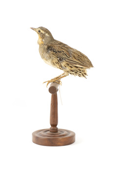 spotted quail standing on a wooden mount facing right
