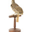spotted quail standing on a wooden mount facing back / right