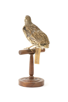 spotted quail standing on a wooden mount facing back / right