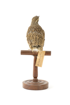 spotted quail standing on a wooden mount facing back