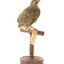 spotted quail standing on a wooden mount facing back / right