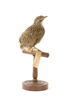 spotted quail standing on a wooden mount facing back / right