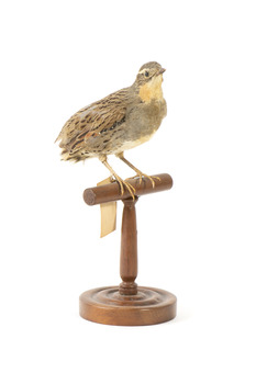 spotted quail standing on a wooden mount facing forward /left
