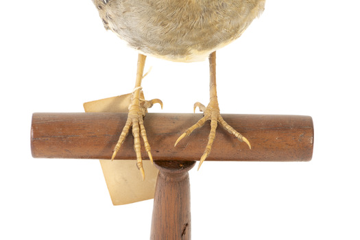 close up spotted quail standing on a wooden mount facing forward