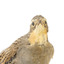 close up of a spotted quail standing facing forward