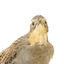 close up of a spotted quail standing facing forward