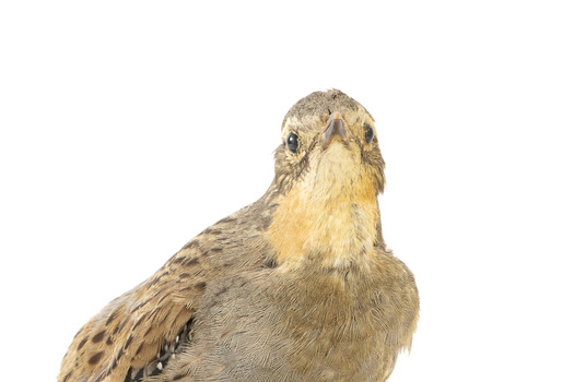 close up of a spotted quail standing facing forward