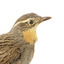 close up of a spotted quail facing right