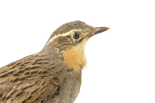 close up of a spotted quail facing right