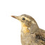 close of of spotted quail facing left