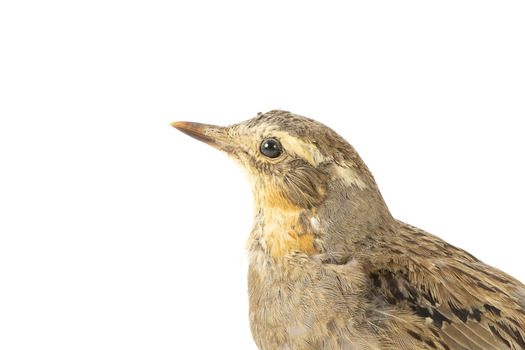 close of of spotted quail facing left