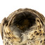 spotted quail missing tail