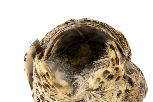 spotted quail missing tail