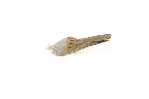 unattached tail feathers of spotted quail