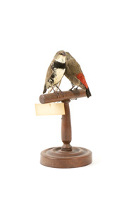 two diamond firetail birds standing on a wooden mount, one facing forward, one facing backward