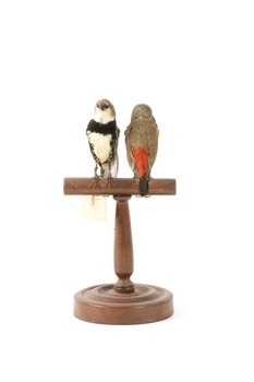 two diamond firetail birds standing on a wooden mount, one facing forward, one facing backward
