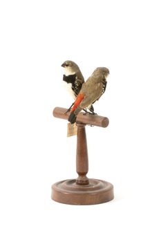two diamond firetail birds standing on a wooden mount, one facing forward, one facing backward