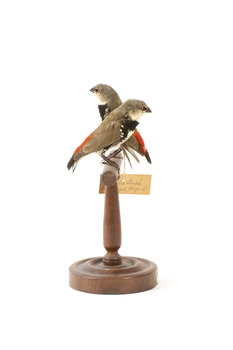 two diamond firetail birds standing on a wooden mount, one facing left, one facing right
