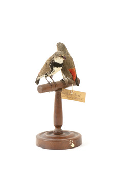 two diamond firetail birds standing on a wooden mount, one facing left, one facing right