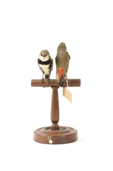two diamond firetail birds standing on a wooden mount, one facing front, one facing back
