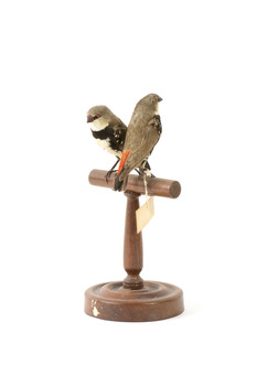 two diamond firetail birds standing on a wooden mount, one facing left, one facing right