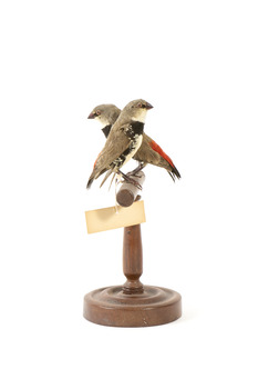 two diamond firetail birds standing on a wooden mount, one facing left, one facing right