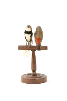 two diamond firetail birds standing on a wooden mount, one facing forward, one facing backward