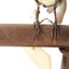 close up of diamond firetail bird facing forward