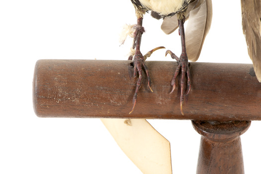 close up of diamond firetail bird facing forward