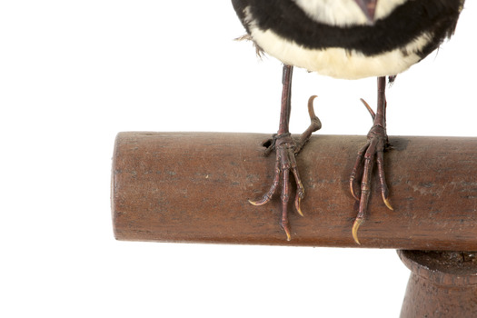 close up of diamond firetail bird facing forward