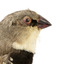 close up of diamond firetail bird facing right