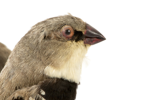 close up of diamond firetail bird facing right