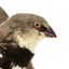 close up of diamond firetail bird facing right