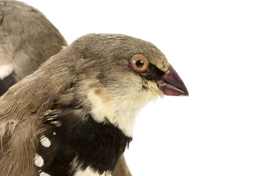 close up of diamond firetail bird facing right