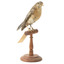 Bluebird perching on wooden mount facing forward