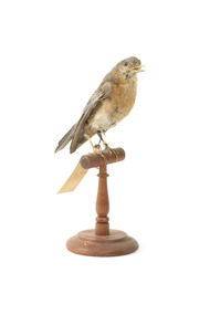 Bluebird perching on wooden mount facing forward