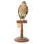 Bluebird perching on wooden mount facing forward