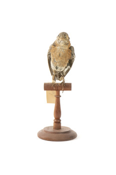 Bluebird perching on wooden mount facing forward