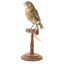 Bluebird perching on wooden mount facing forward