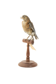 Bluebird perching on wooden mount facing forward