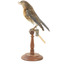 Bluebird perching on wooden mount facing forward