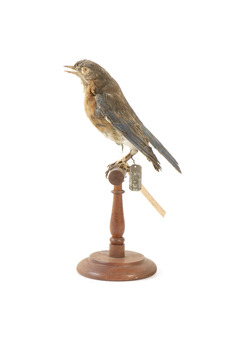 Bluebird perching on wooden mount facing forward