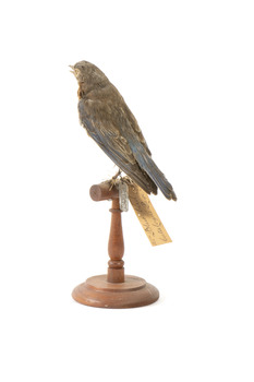 Bluebird perching on wooden mount facing forward